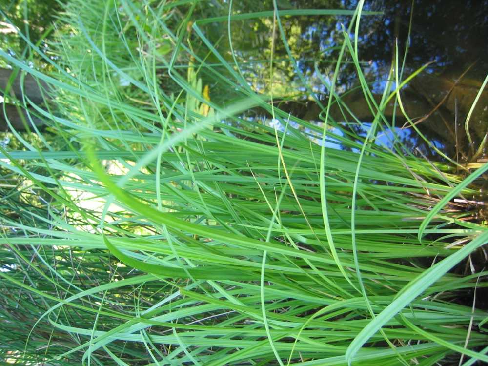 Carex riparia (Ufer-Segge)